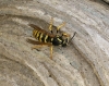 Dolichovespula sylvestris (Scopoli 1763)