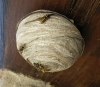 Dolichovespula sylvestris (Scopoli 1763) + nido