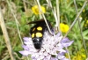 Megascolia bidens (Linnaeus 1767)