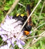 Megascolia bidens (Linnaeus 1767)