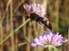 Megascolia bidens (Linnaeus 1767)