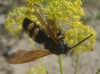 Megascolia maculata flavifrons (Fabricius 1775)