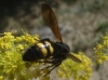 Megascolia maculata flavifrons (Fabricius 1775)