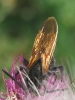 Megascolia maculata flavifrons (Fabricius 1775)