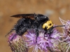 Megascolia maculata flavifrons (Fabricius 1775)