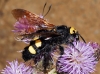 Megascolia maculata flavifrons (Fabricius 1775)
