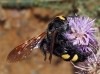 Megascolia maculata flavifrons (Fabricius 1775)