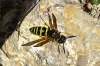 Odynerus consobrinus Dufour 1839 Odynerus consobrinus Dufour 1839