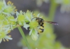 Parodontodynerus ephippium (Klug 1817)