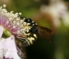Parodontodynerus ephippium (Klug 1817)