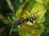 Polistes austroccidentalis van Achterberg & Neumeyer 2017