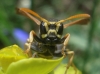 Polistes austroccidentalis van Achterberg & Neumeyer 2017