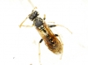 Polistes austroccidentalis van Achterberg & Neumeyer 2017