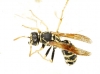 Polistes austroccidentalis van Achterberg & Neumeyer 2017