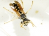 Polistes austroccidentalis van Achterberg & Neumeyer 2017