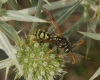 Polistes austroccidentalis van Achterberg & Neumeyer 2017 [?]
