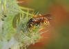 Polistes dominula (Christ 1791)