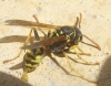 Polistes dominula (Christ 1791)