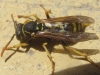 Polistes dominula (Christ 1791)