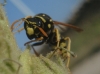 Polistes dominula (Christ 1791)