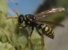 Polistes dominula (Christ 1791)