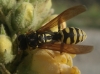 Polistes dominula (Christ 1791)