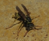 Polistes dominula (Christ 1791)