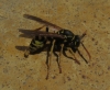 Polistes dominula (Christ 1791)