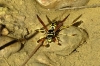 Polistes dominula (Christ 1791)