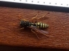 Polistes dominula (Christ 1791)