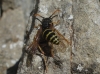 Polistes dominula (Christ 1791)