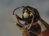 Polistes dominula (Christ 1791)