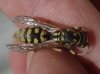 Polistes dominula (Christ 1791)