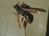 Polistes dominula (Christ 1791)