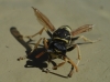 Polistes dominula (Christ 1791)