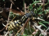 Polistes dominula (Christ 1791)
