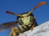 Polistes dominula (Christ 1791)