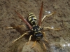 Polistes dominula (Christ 1791)