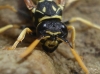 Polistes dominula (Christ 1791)