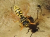 Polistes dominula (Christ 1791)