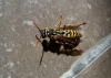 Polistes dominula (Christ 1791)