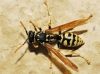 Polistes dominula (Christ 1791)