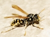 Polistes dominula (Christ 1791)
