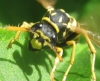 Polistes dominula (Christ 1791)