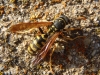 Polistes dominula (Christ 1791)