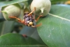 Polistes dominula (Christ 1791)