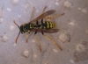 Polistes dominula (Christ 1791)