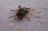 Polistes dominula (Christ 1791)