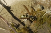 Polistes dominula (Christ 1791)