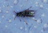 Polistes dominula (Christ 1791)